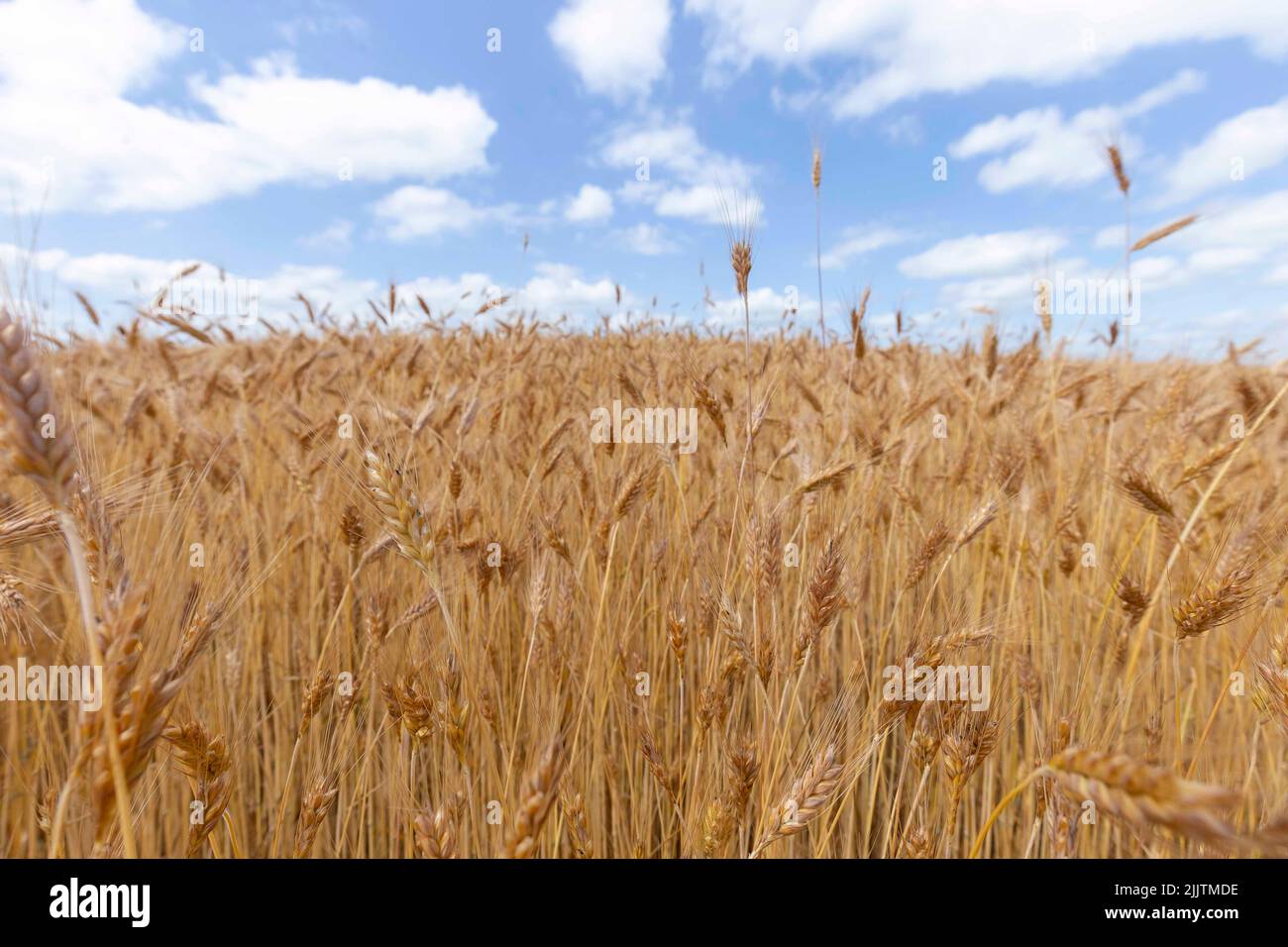 Field of Golden wheat under the blue sky and clouds. Wheat field and ...