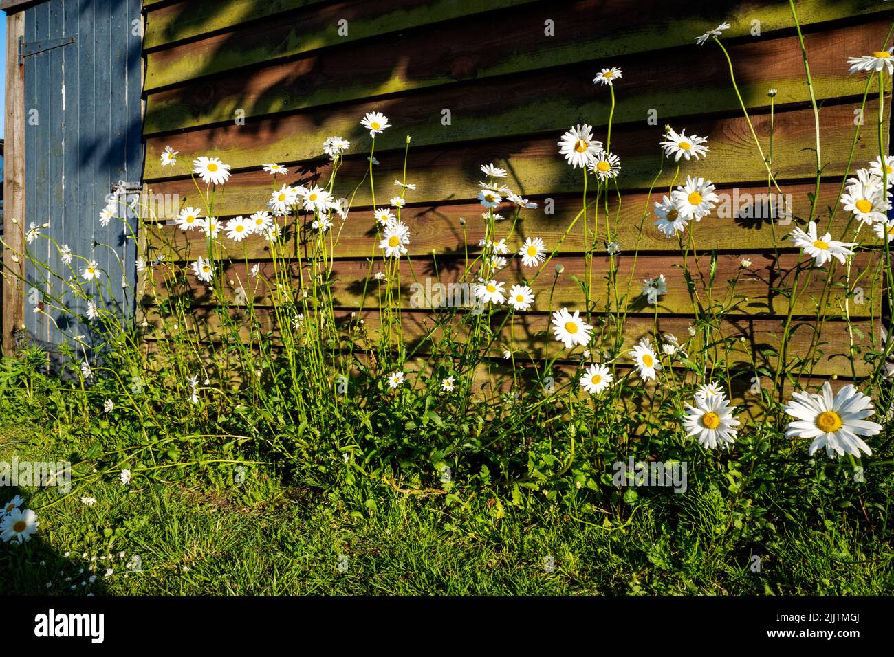 Marguerite ox-eye daisies in a low-maintenance country garden Stock Photo