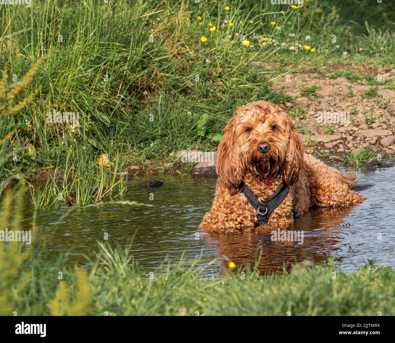 A red cockapoo dog cooling off in a local stream during a recent spell of hot weather Stock Photo