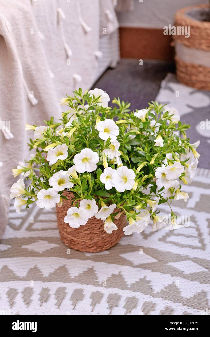 Calibrachoa plant with white flowers in basket flower pot Stock Photo