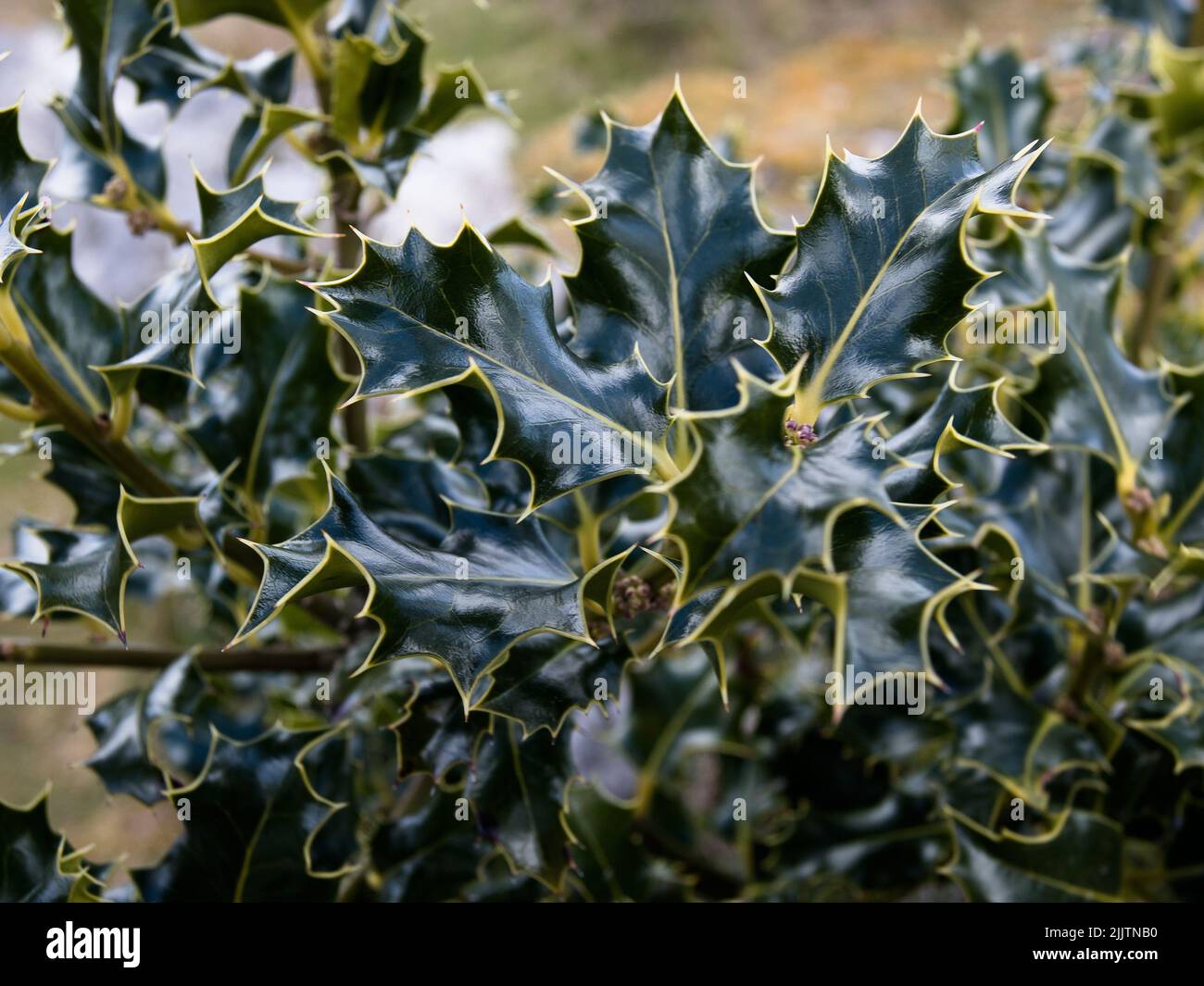 Green leaves ecology hi-res stock photography and images - Alamy