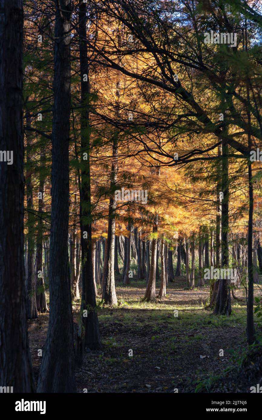 A beautiful landscape of a dense forest with tall trees Stock Photo - Alamy