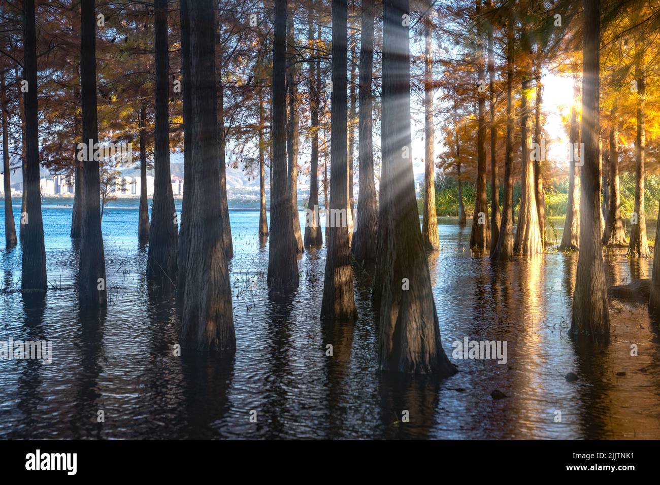 A beautiful landscape of the sunrise in a forest in a lake Stock Photo ...