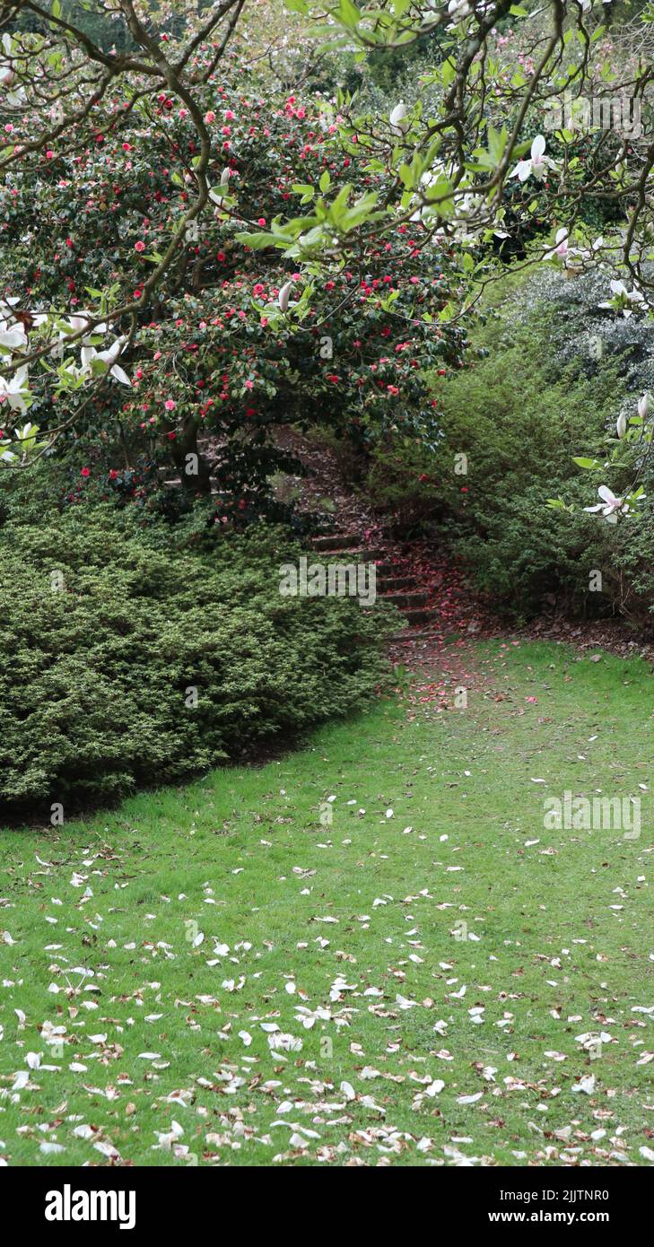 Fir forest trail hires stock photography and images Alamy