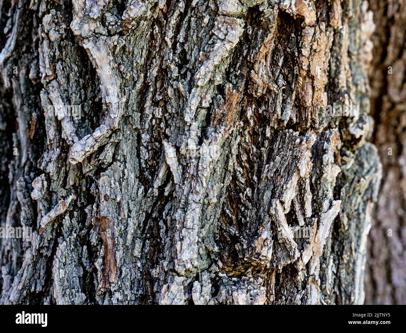 Tree Surface Surface of tree hi-res stock photography and images - Alamy