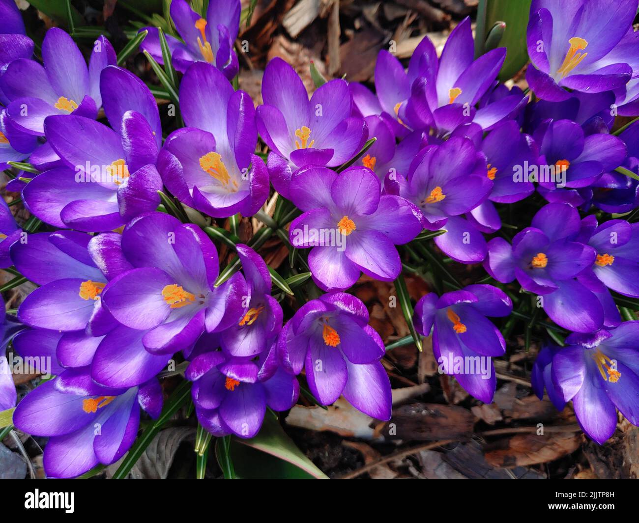 Closeup shot blue purple flower hi-res stock photography and images - Alamy