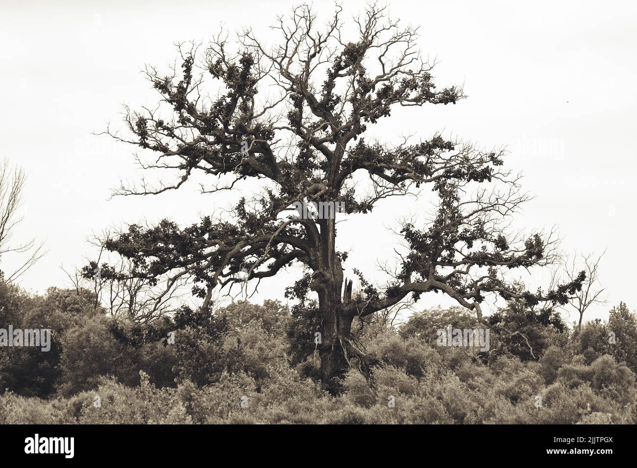 A halfdead tree growing among the shrubs on a cloudy day Stock Photo
