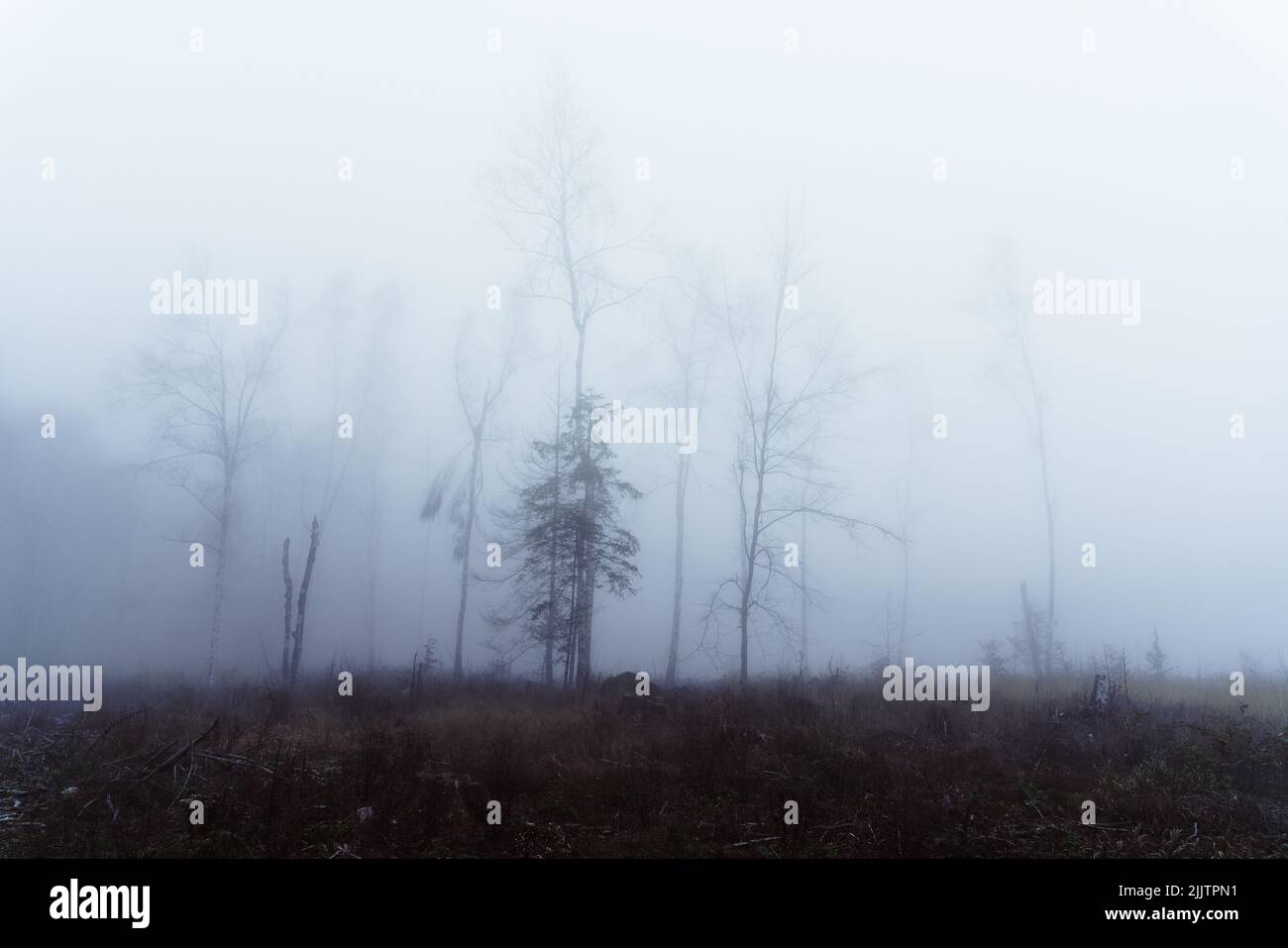 Quiet lonely foggy landscape Stock Photo