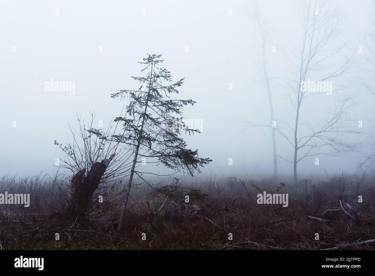 Lonely tree in a foggy landscape Stock Photo