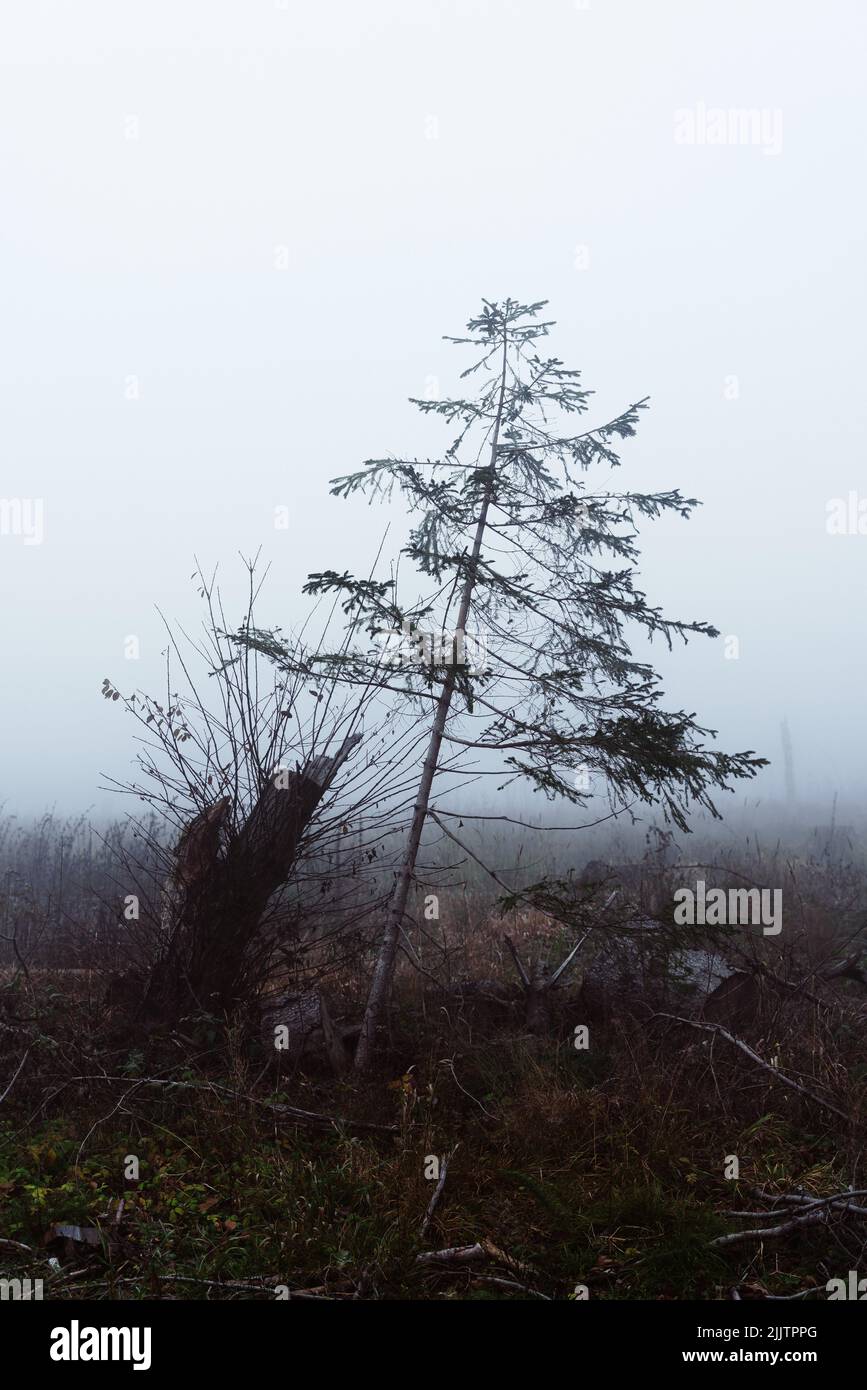 Lonely tree in a foggy landscape. Portrait Stock Photo
