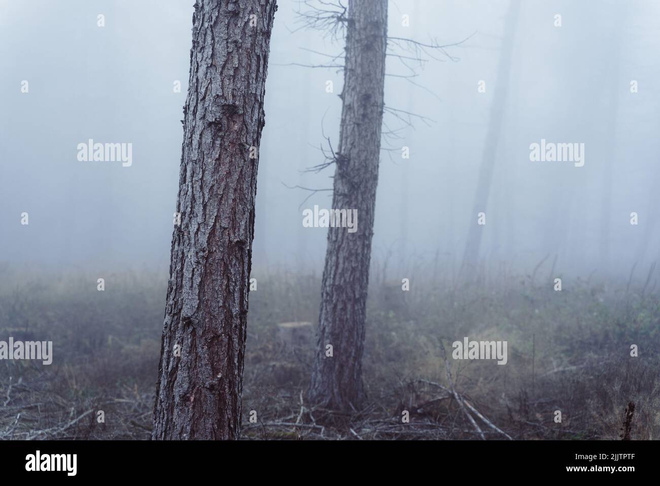 2 spruce trees in foggy forest Stock Photo