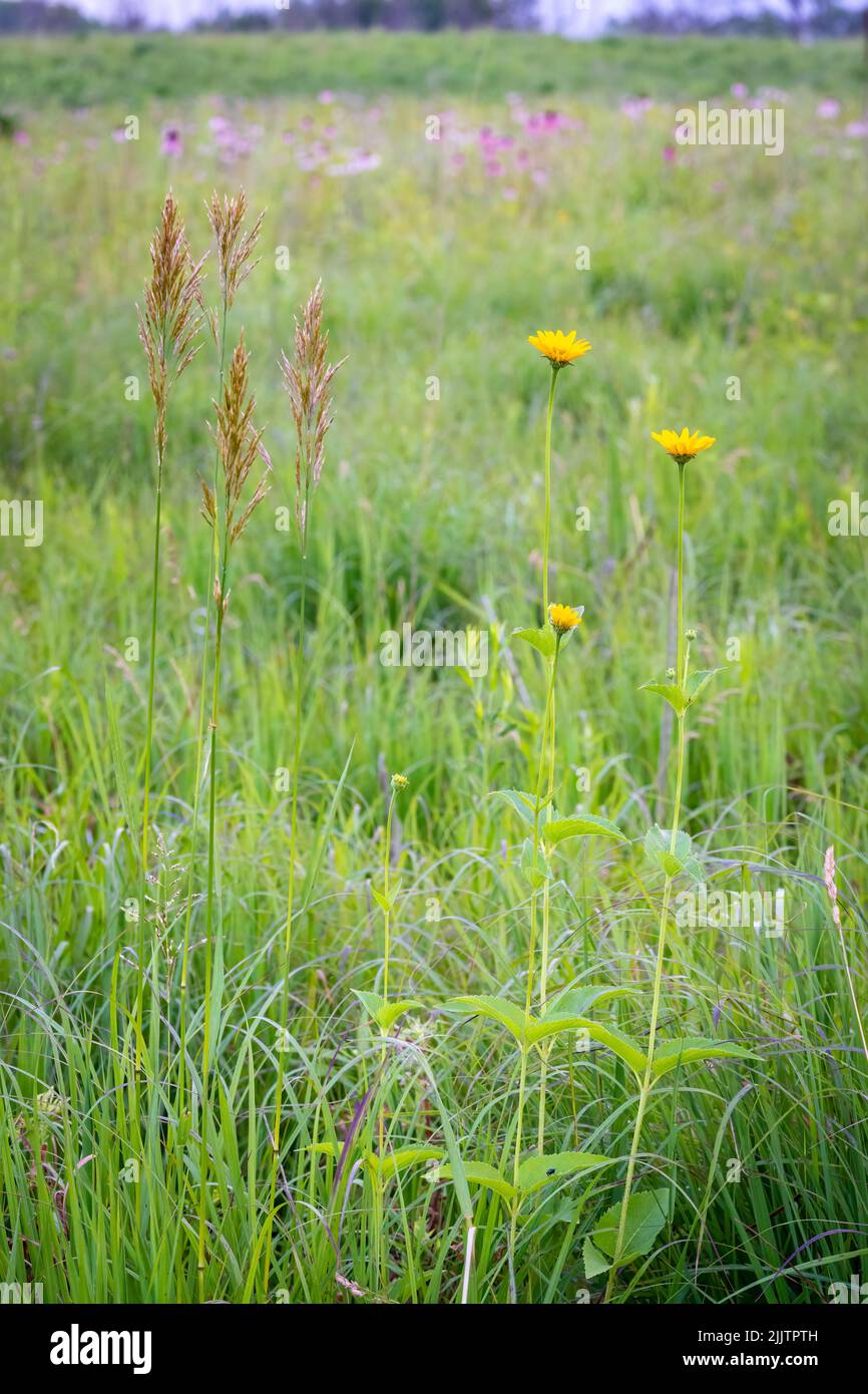The Door County Land Trust is a land preservation organization located