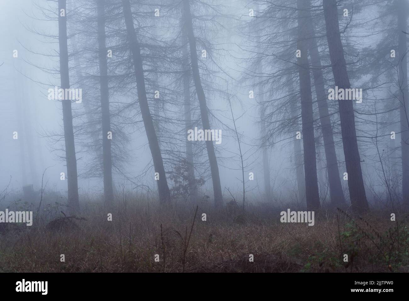 A row of trees in the dark cloud forest Stock Photo