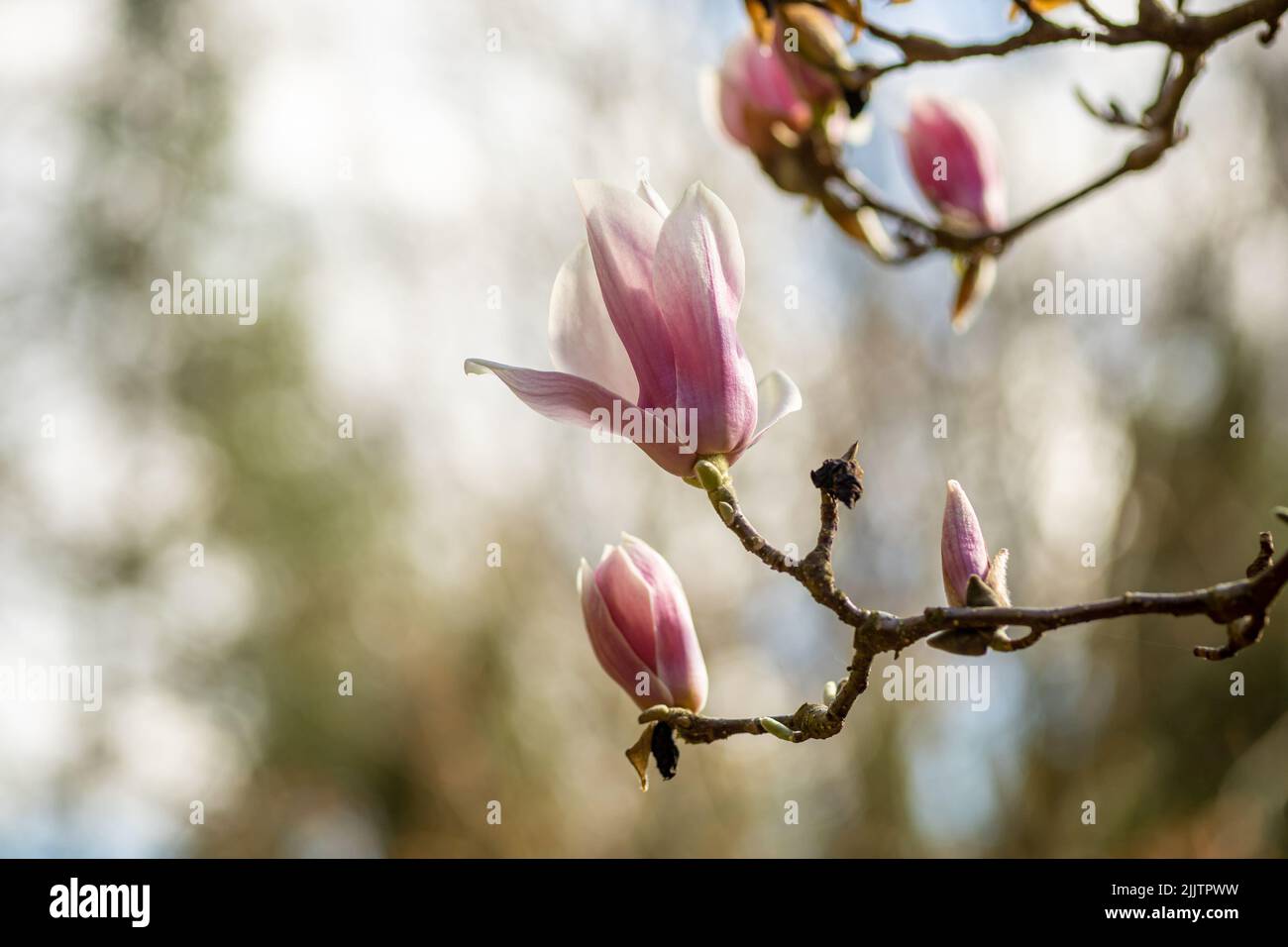 A Bud Of Magnolia Just Ready To Burst, Spring Background Stock