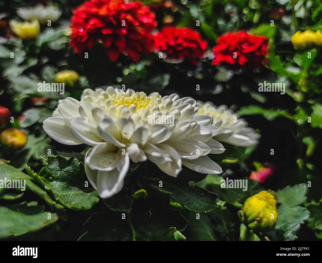 White chrysanthemum indicum hi-res stock photography and images - Alamy