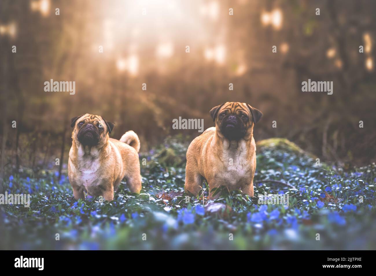 Two cute pug dogs in a garden Stock Photo - Alamy
