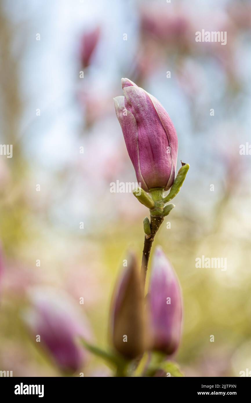 Magnolia flower bud hi-res stock photography and images - Alamy