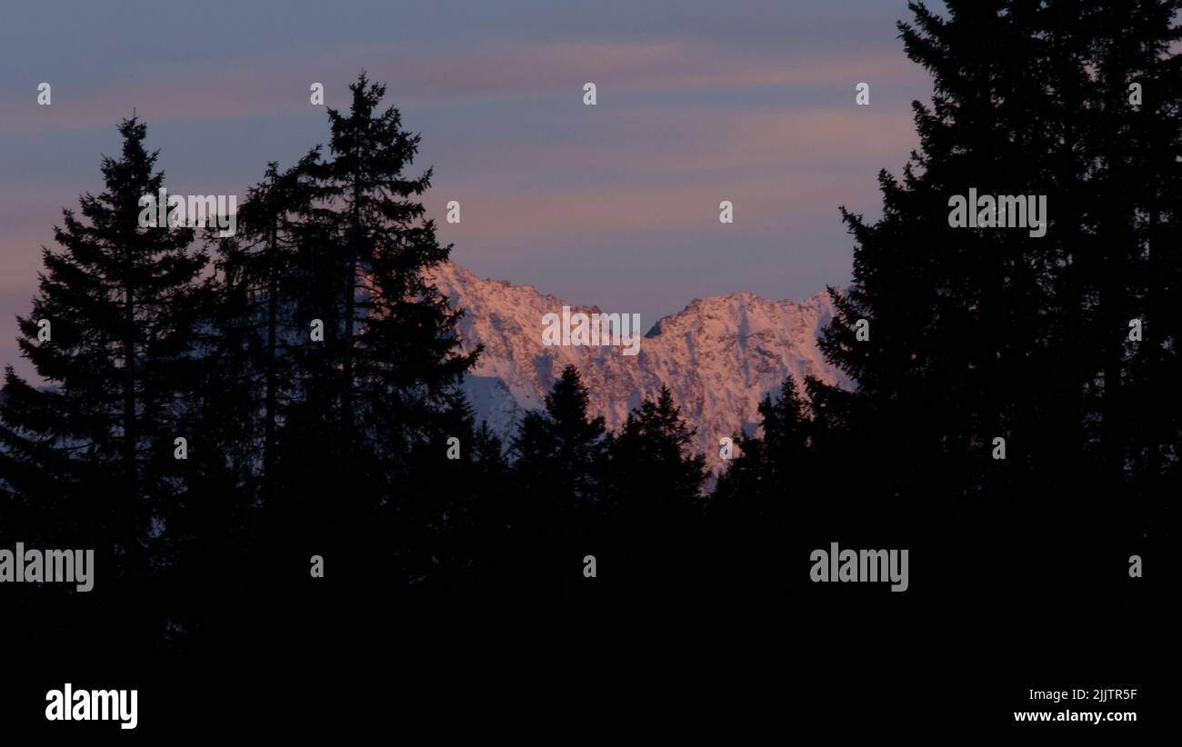 A scenic view of the snowy mountain range seen through the pine trees at sunset Stock Photo
