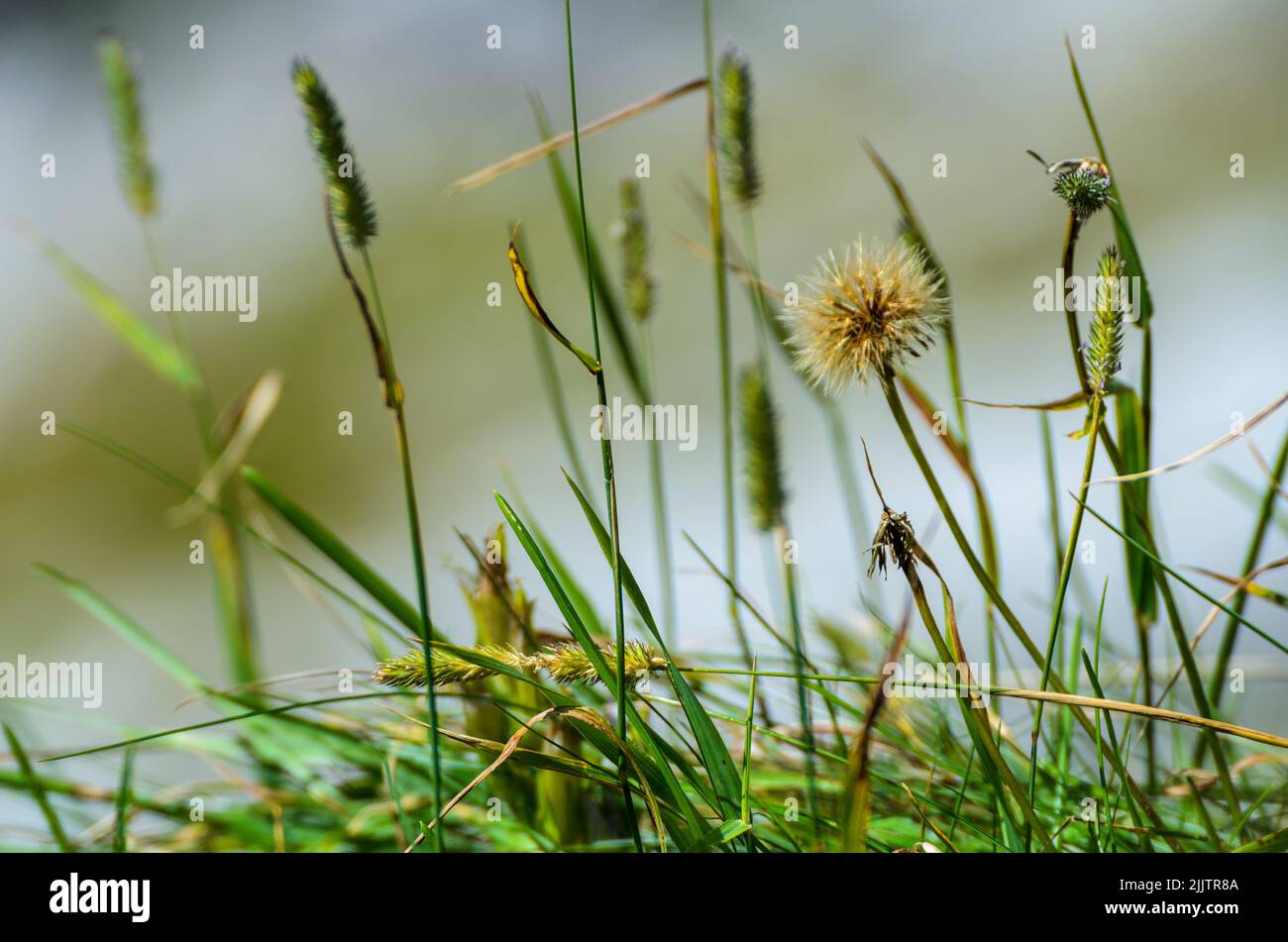 A close-up shot of wild grass in a blurry background Stock Photo - Alamy