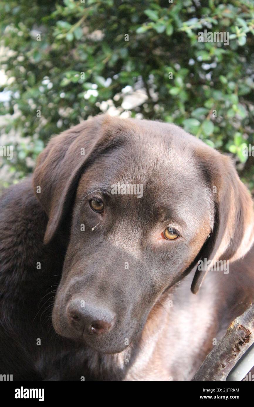 Chocolate Canine face in closeup Stock Photo Alamy