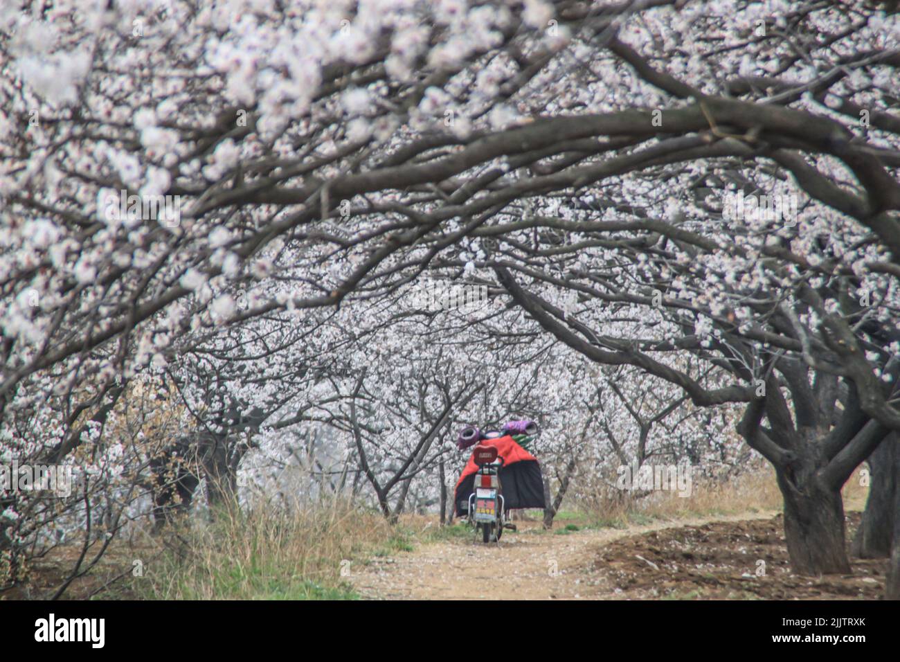 A motorbike on pathway under apricot trees blossoms in the orchard in spring in Shandong, China Stock Photo