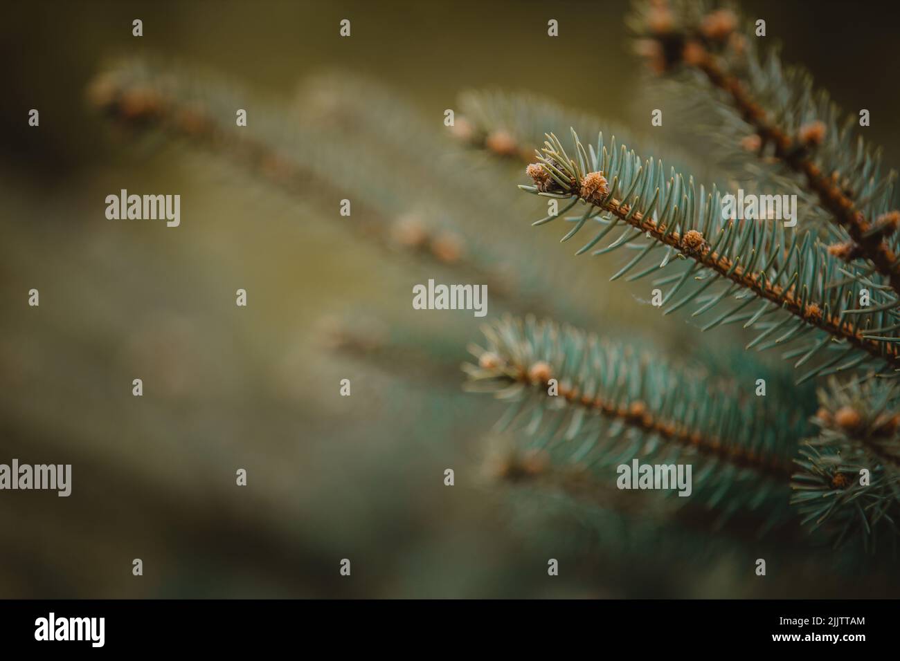 Spruce tree branches hi-res stock photography and images - Alamy