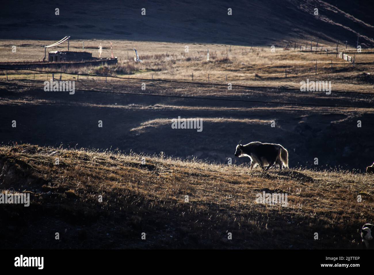 The yak, known as the boat of the plateau the most adapted livestock to high altitudes Stock Photo