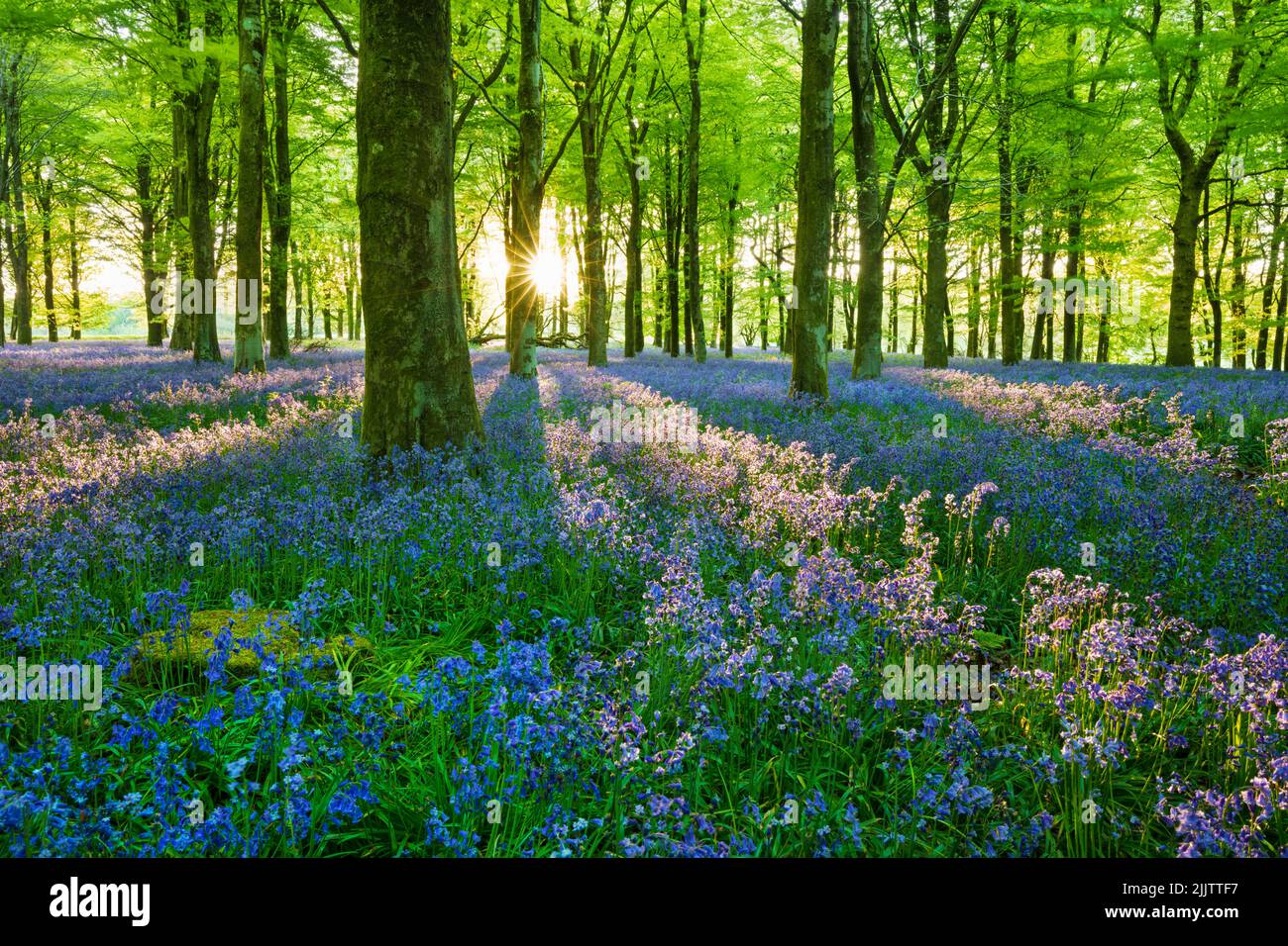 Bluebell wood, Newbury, Berkshire, England, United Kingdom, Europe Stock Photo