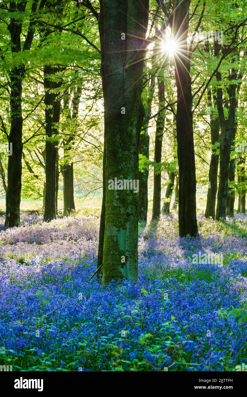 Bluebell wood, Newbury, Berkshire, England, United Kingdom, Europe Stock Photo