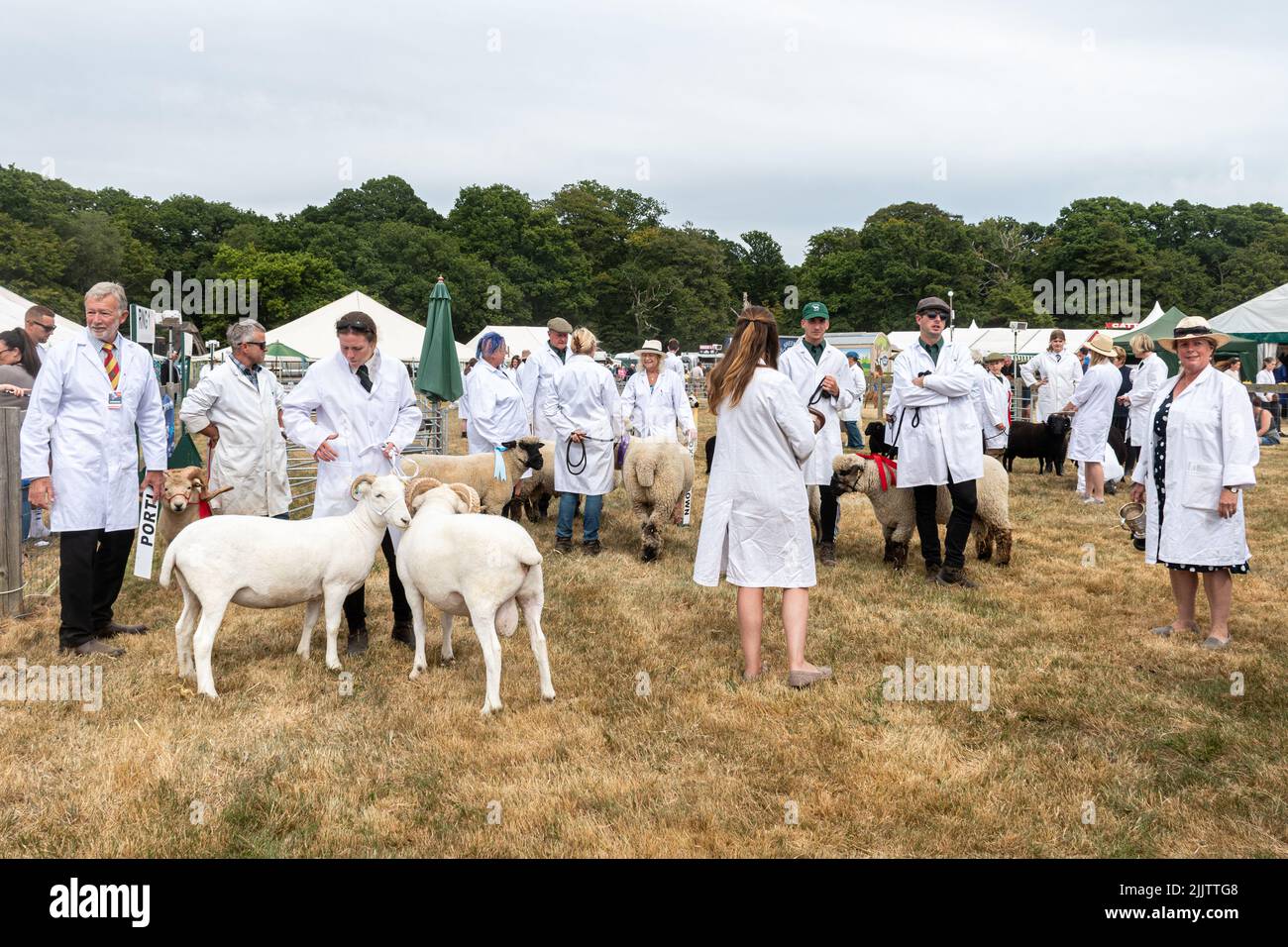 Sheep judging taking place at the New Forest and Hampshire County Show, 27th July 2022, England, UK Stock Photo