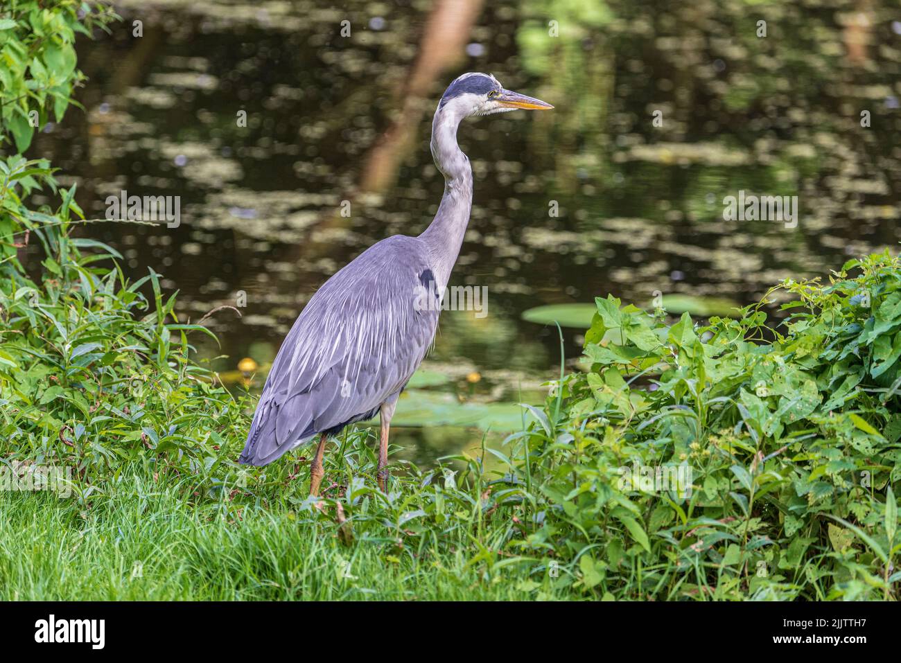 Grey heron beside a canal. Stock Photo