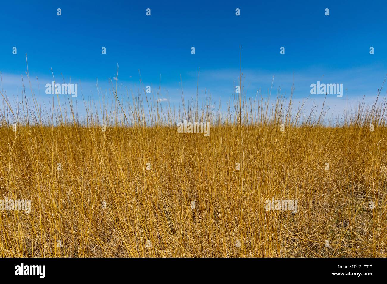 Tall Grass Prairie. Buffalo River State Park, Great Plains, Minnesota, United States, North America. Stock Photo