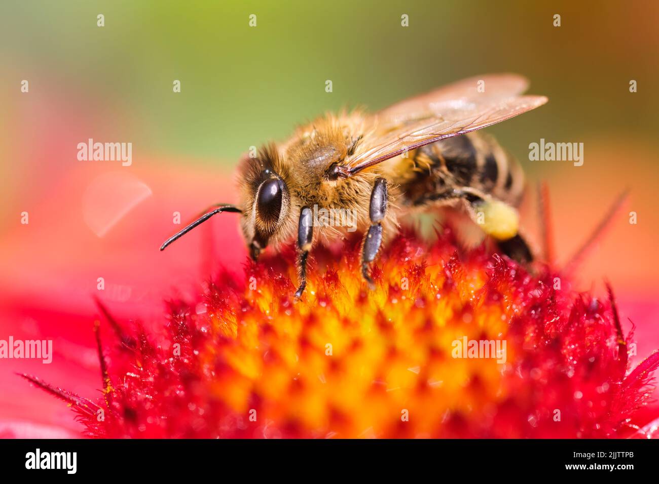 Closeup of Honey bee collecting pollen from redt flower. Bee a the