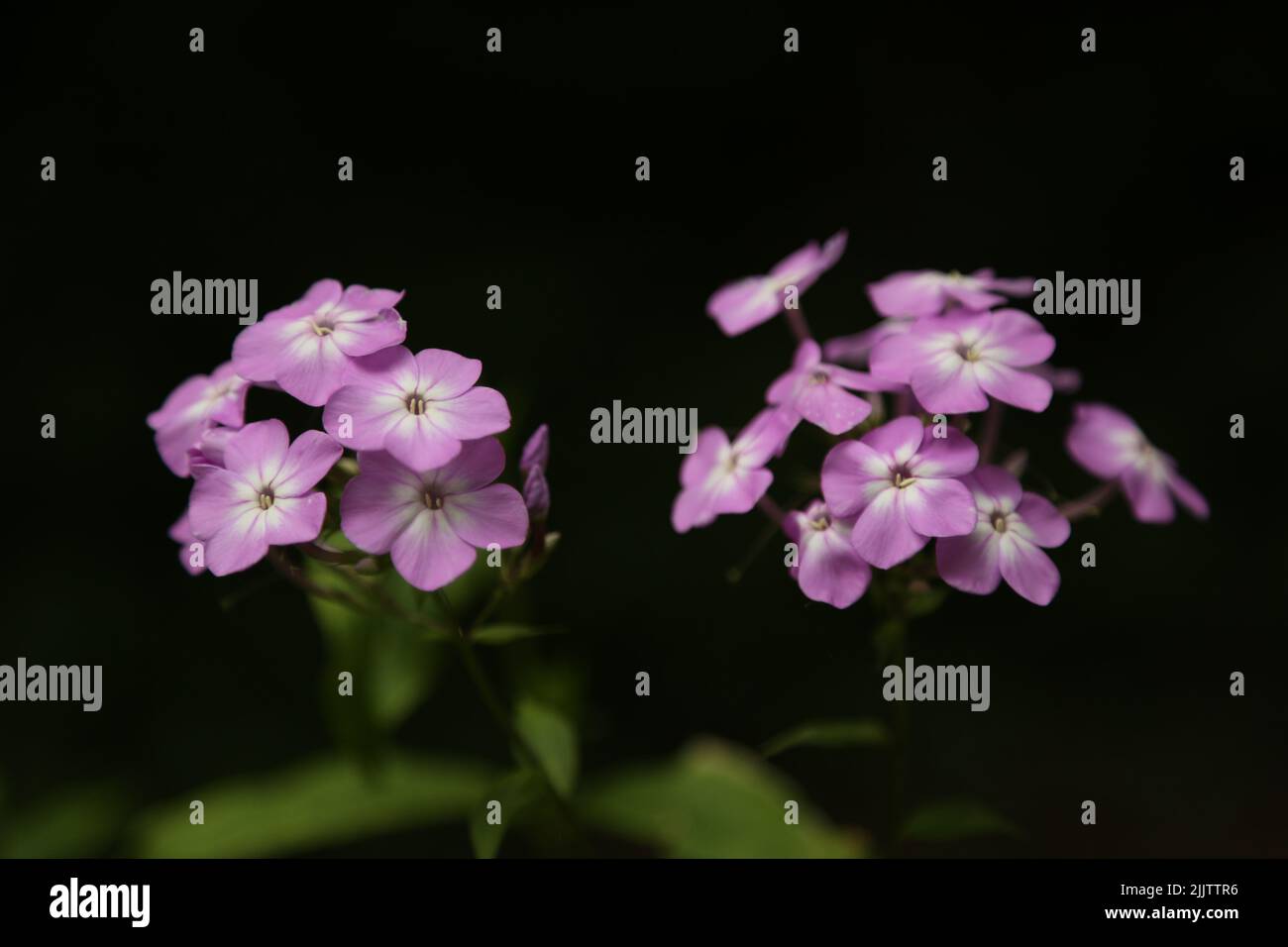 A closeup shot of blooming purple Phlox flowers isolated in black background Stock Photo