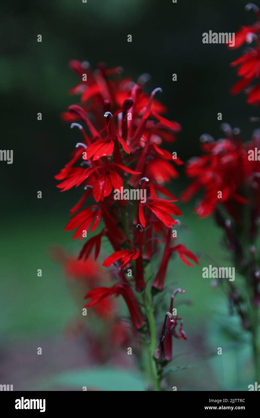 A vertical shot of blooming red Lobelia flower isolated in green nature background Stock Photo