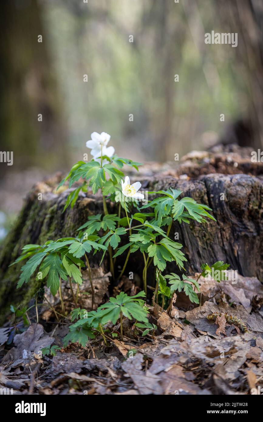 A vertical shot of Anemonoides nemorosa, the wood anemone flowers near the stump. Shallow focus. Stock Photo