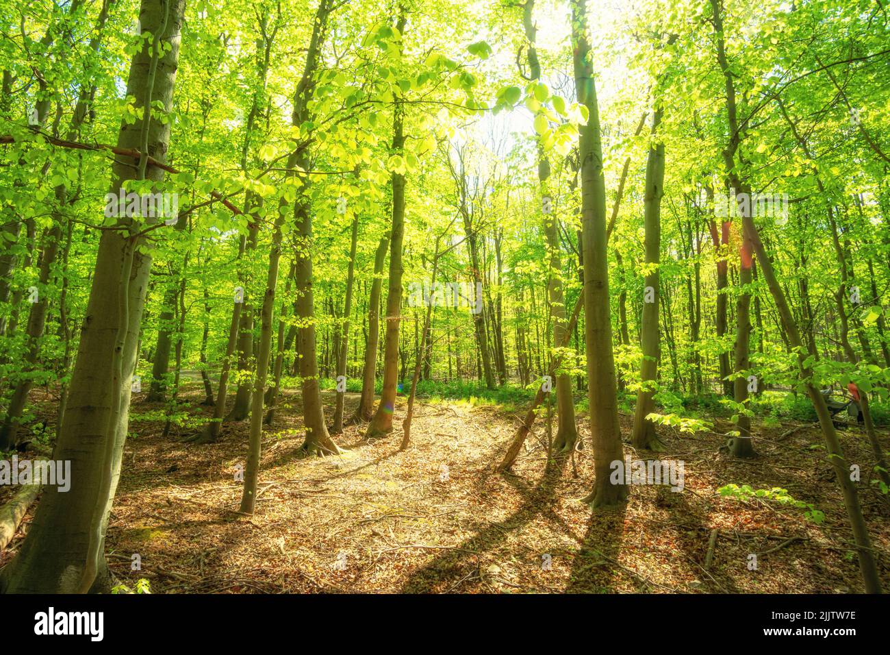 Green fresh mixed forest in spring with sunshine Stock Photo