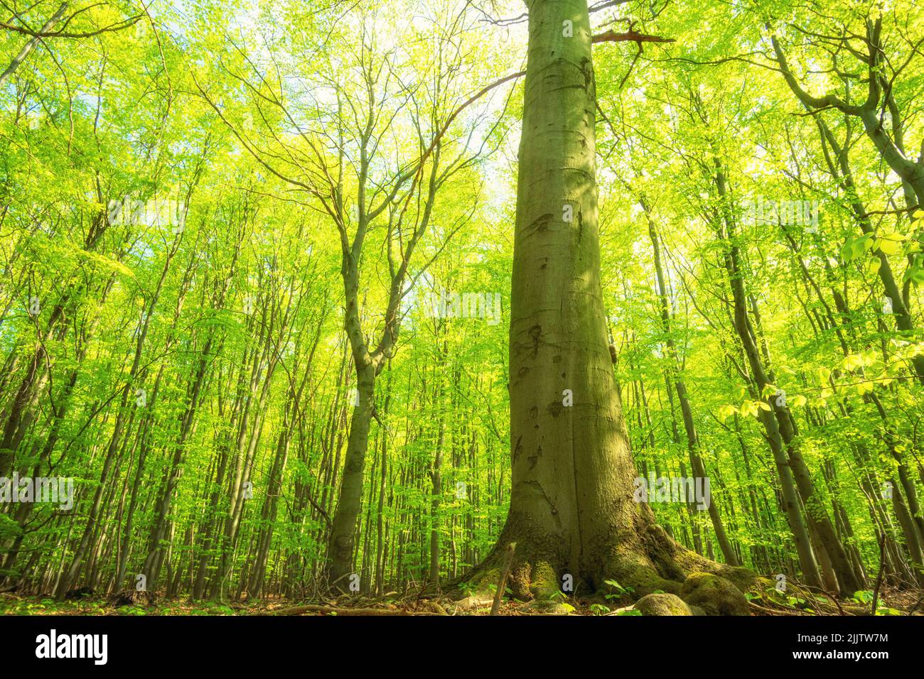 Green fresh mixed forest in spring Stock Photo