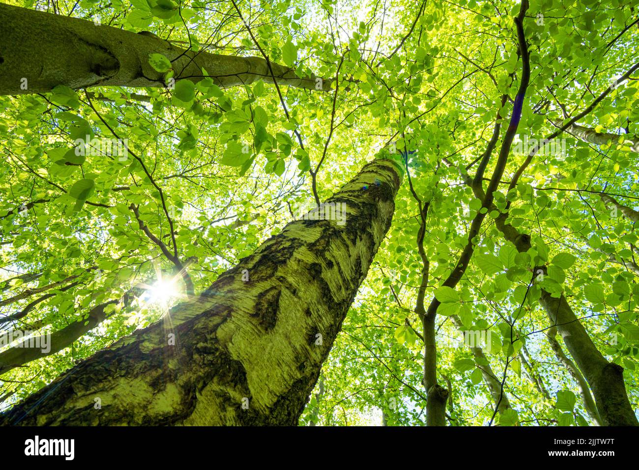 Green crown of a birch in the forest Stock Photo