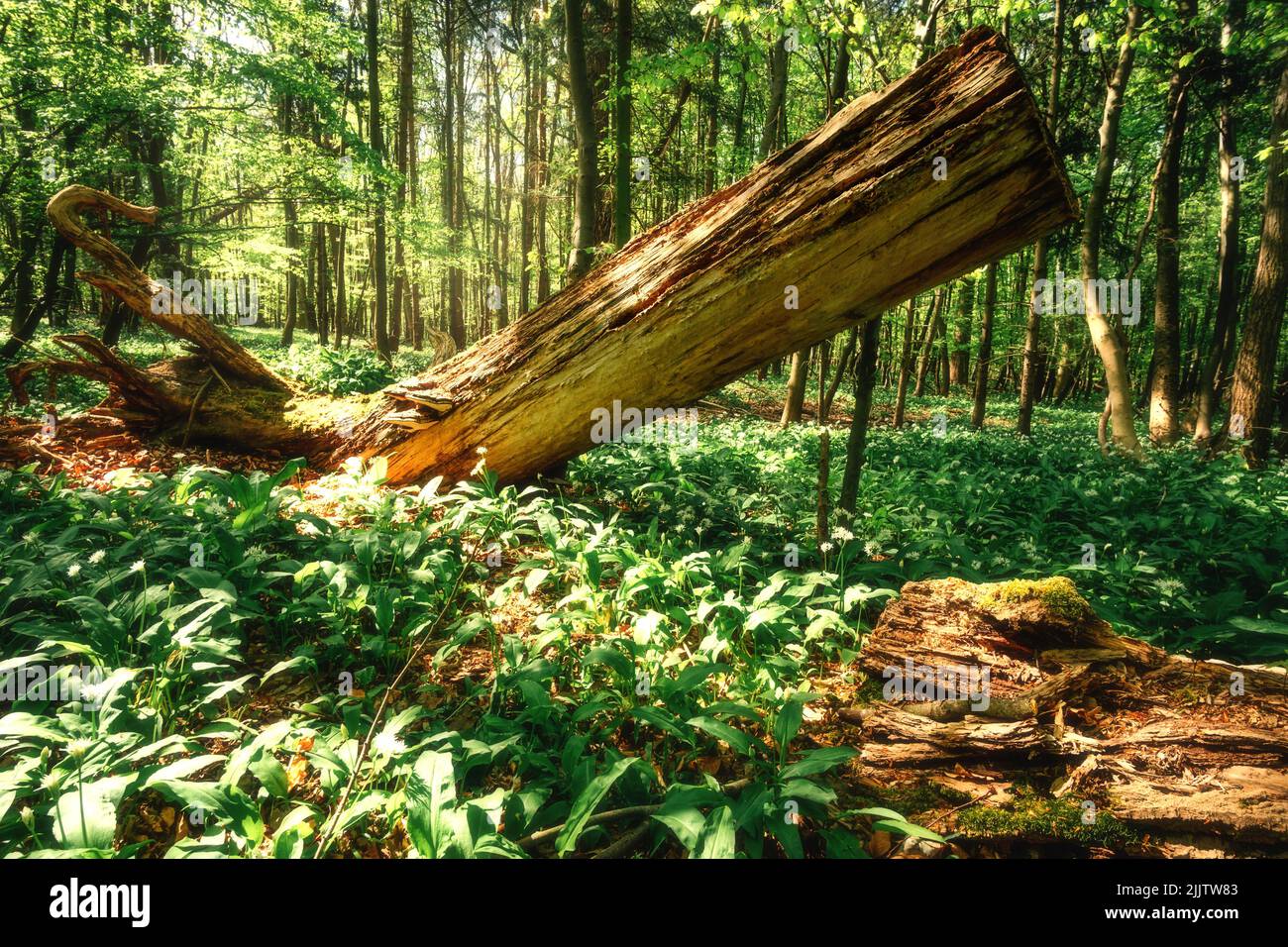 Old ailing tree lies in a forest full of wild garlic. Germany harzmountains Stock Photo