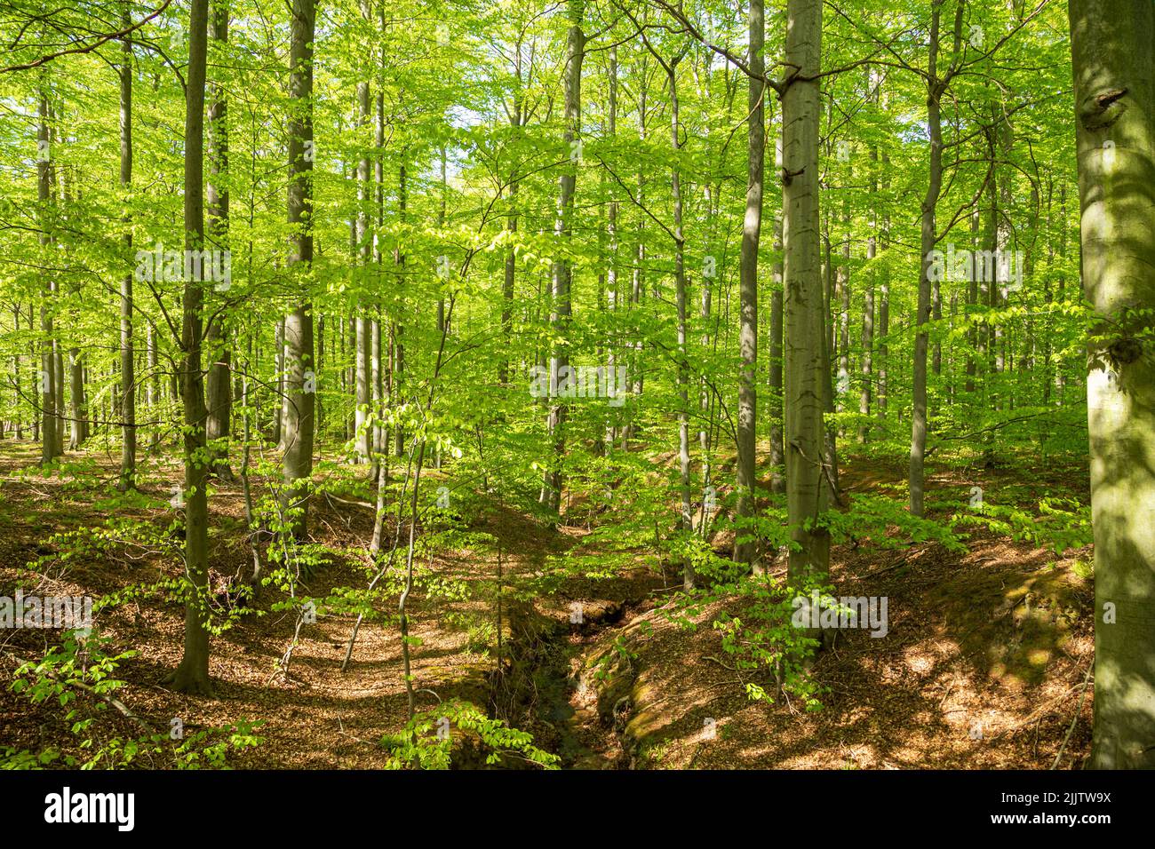 Green fresh forest in spring Stock Photo