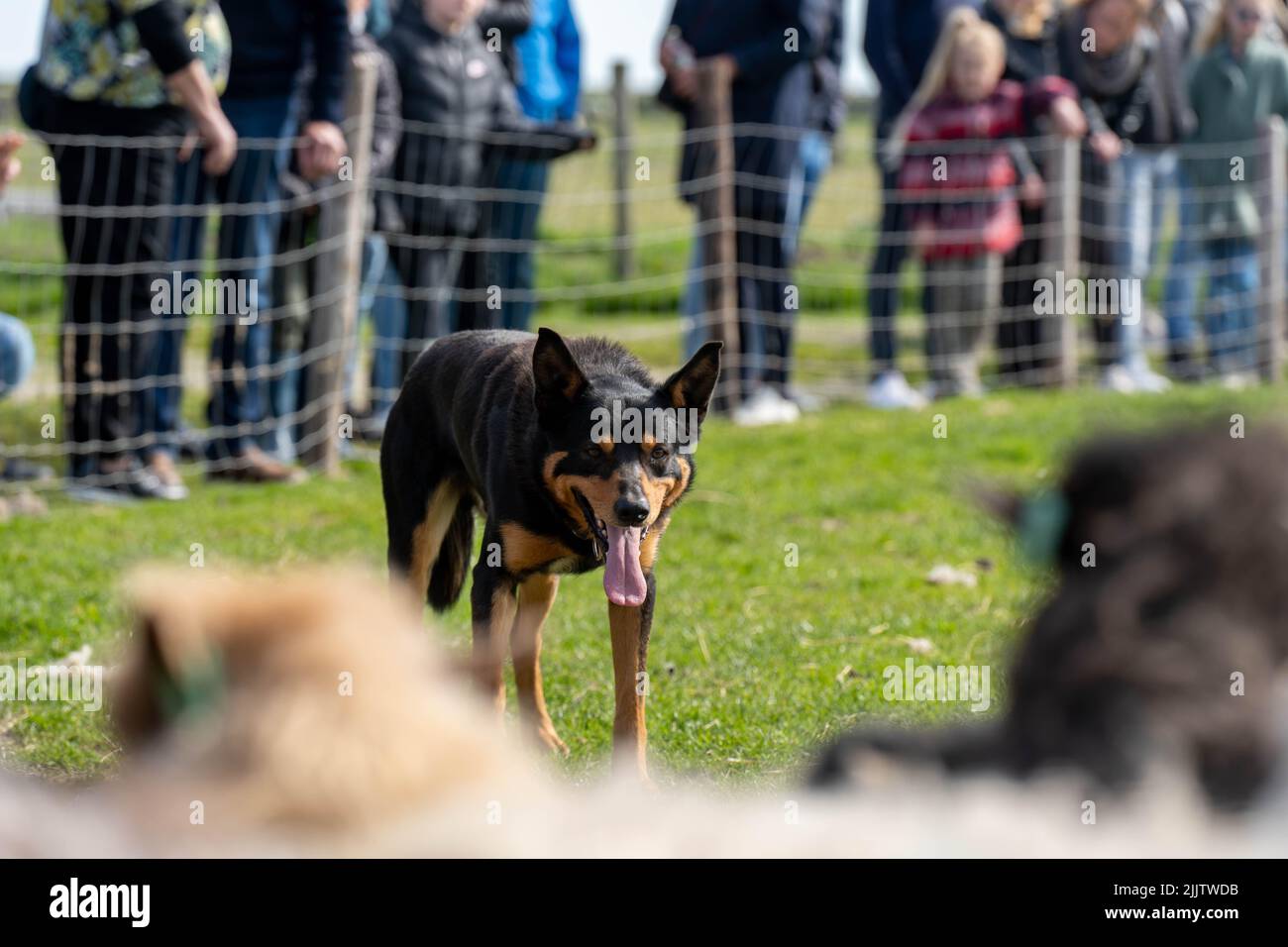 A Border Collie dog in a cage with sheep Stock Photo Alamy