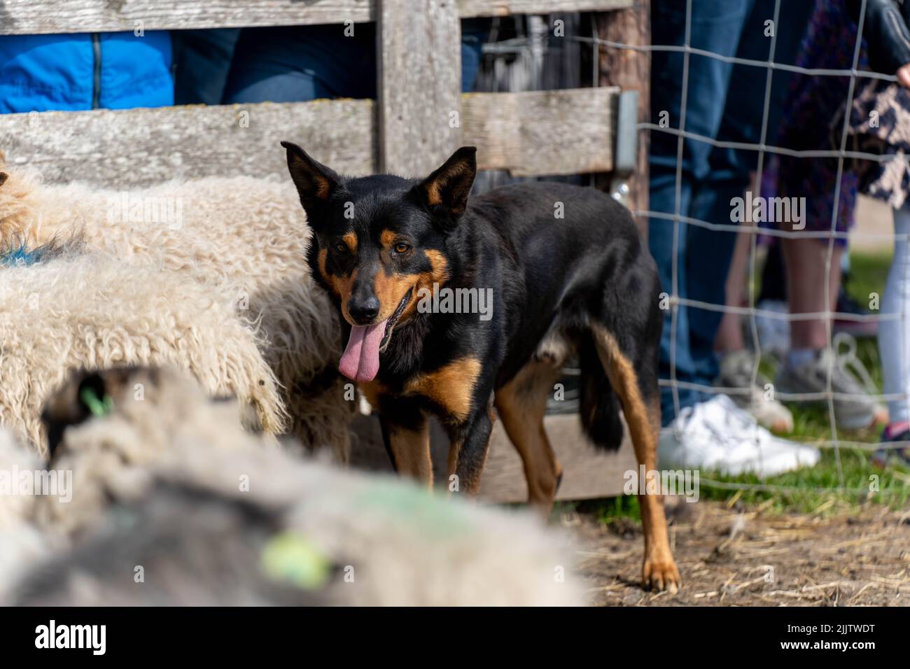 A Border Collie dog in a cage with sheep Stock Photo Alamy