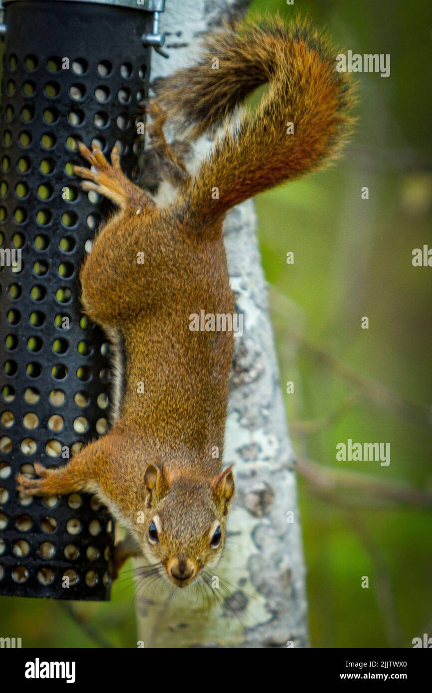 A vertical shot of a red-tailed squirrel trying to steal bird feed ,on a blurry background Stock Photo