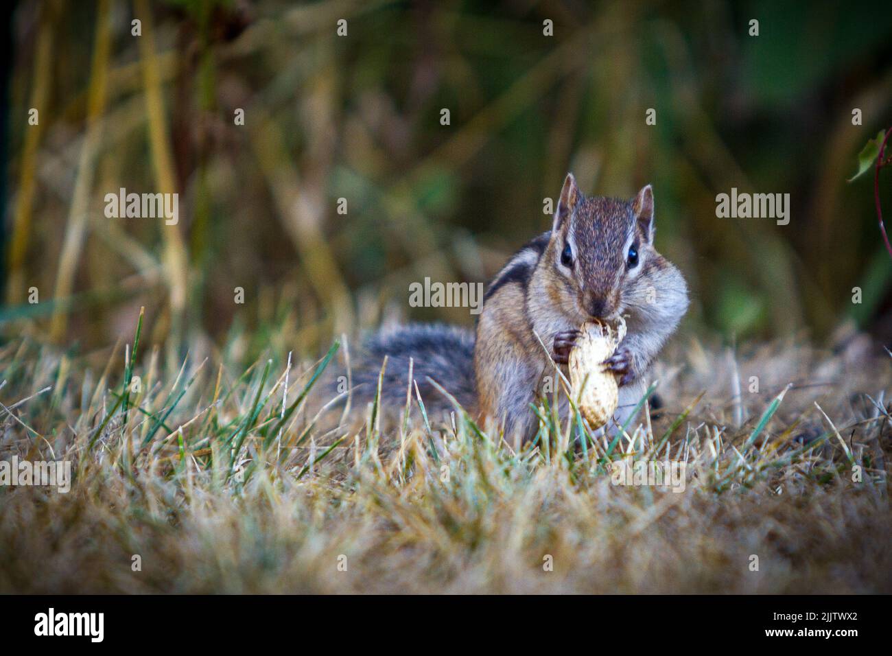 A Asian chipmunk -squirrel eating a peanut on the ground on a blurry background Stock Photo