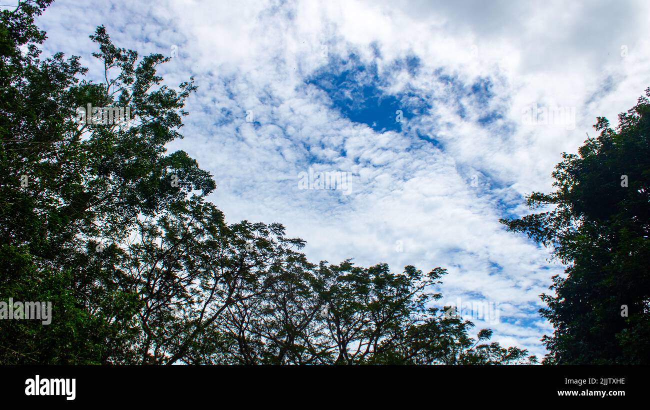 Growing trees under a cloudy bright sky Stock Photo - Alamy