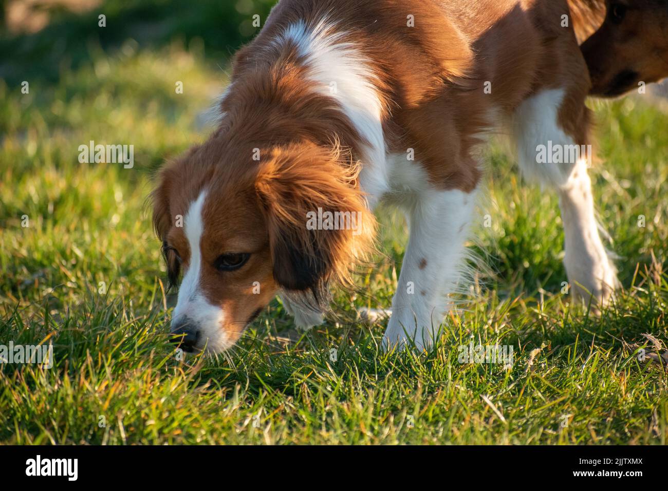 the Close-up shot of the Kooikerhondje breed dog in the park Stock Photo