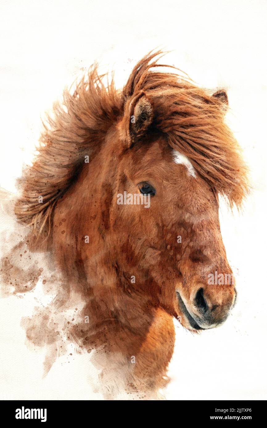 Chestnut Icelandic horse, islenski hesturinn, digital watercolour. Close up of face and mane. Stock Photo