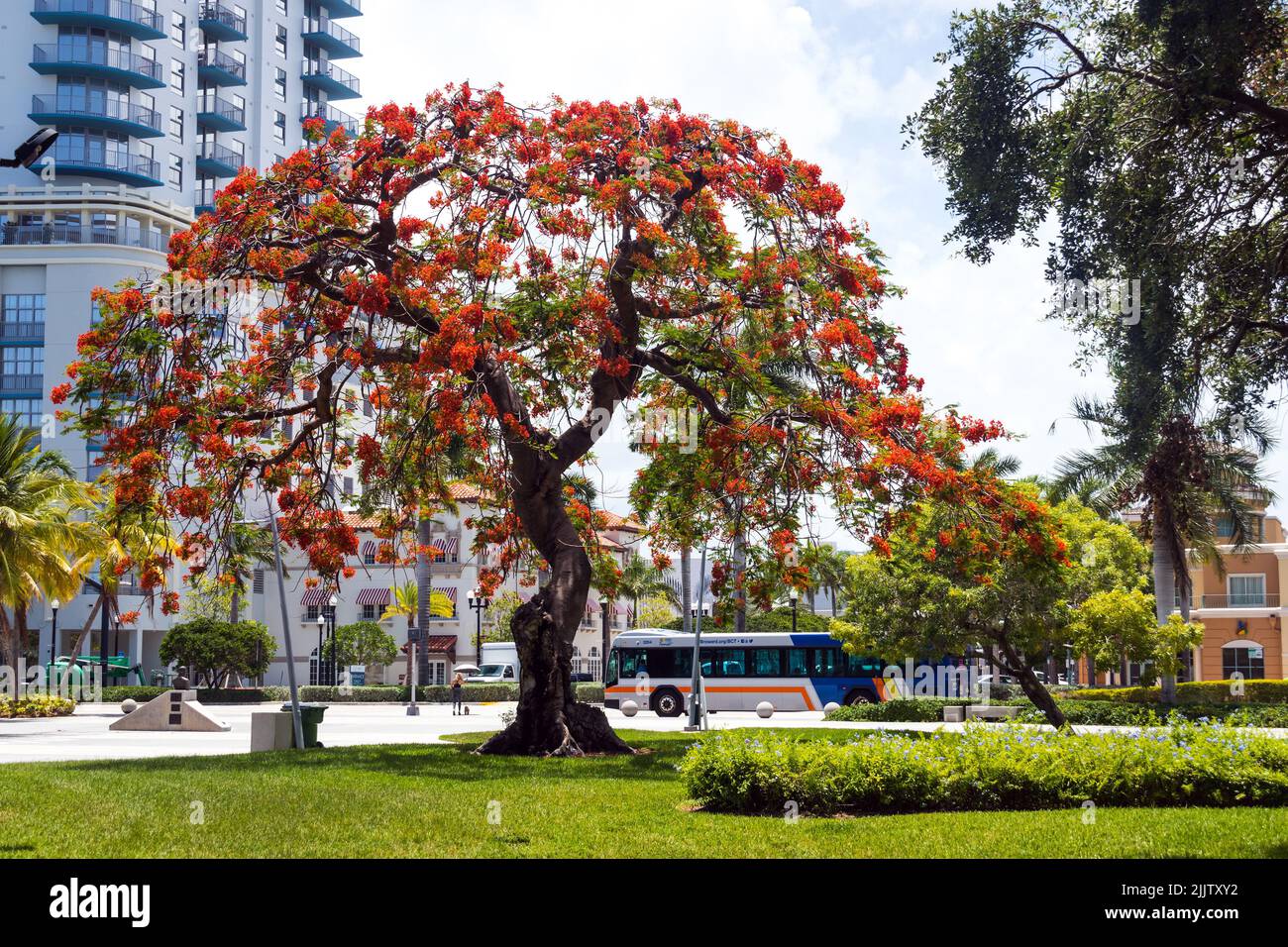 royal poinciana tree branch at ArtsPark at Young Circle in Hollywood Florida Stock Photo