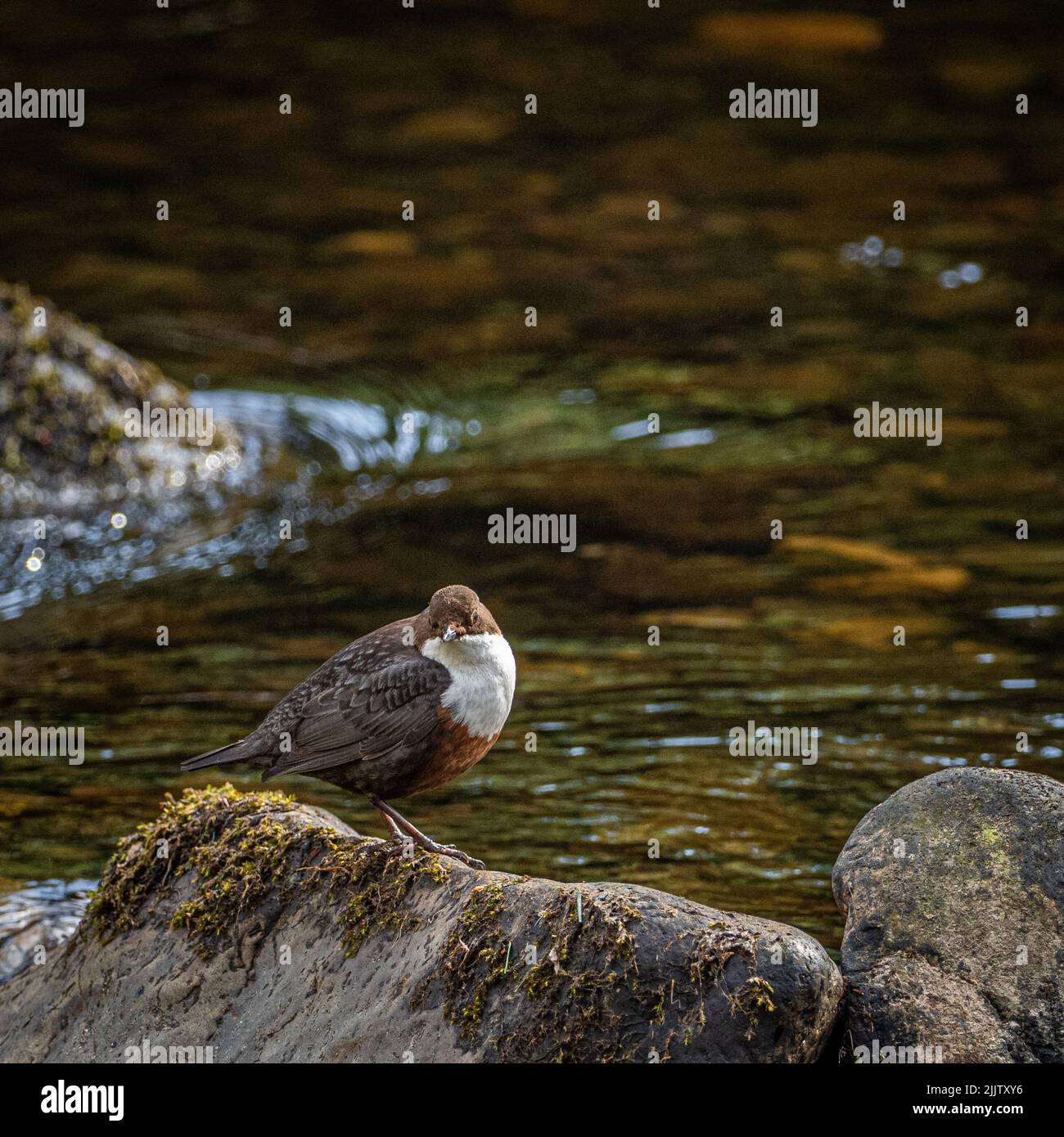 A Dipper standing on a rock at the side of a river searching for food Stock Photo